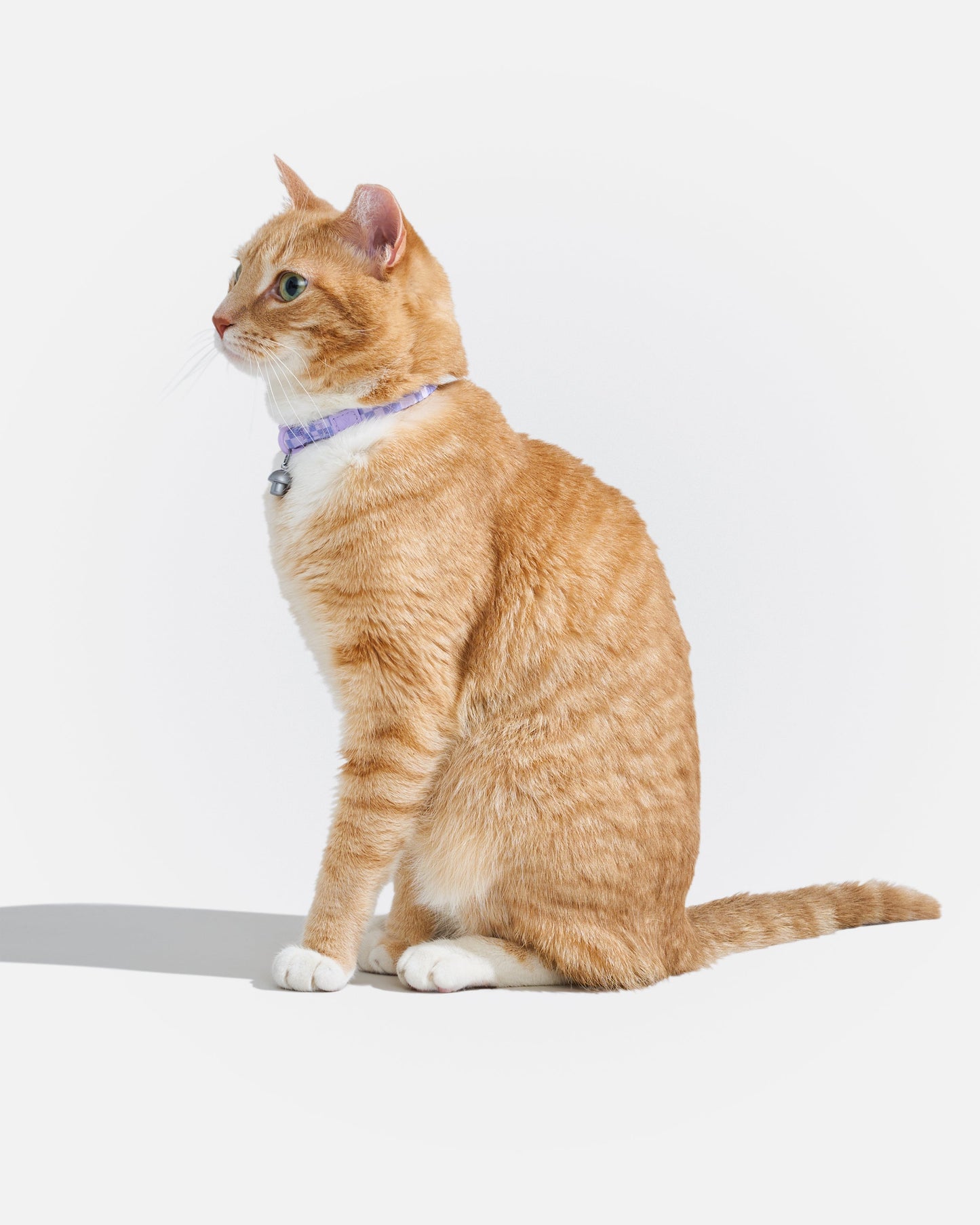 Breakaway Cat Collar