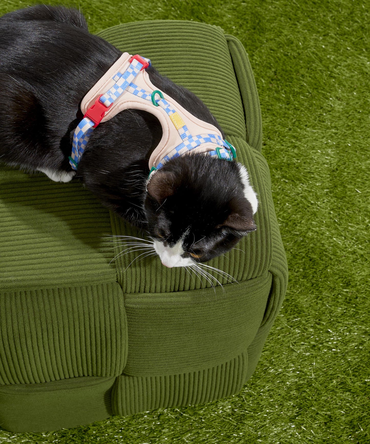 Cat Harness & Leash + Collar Kit