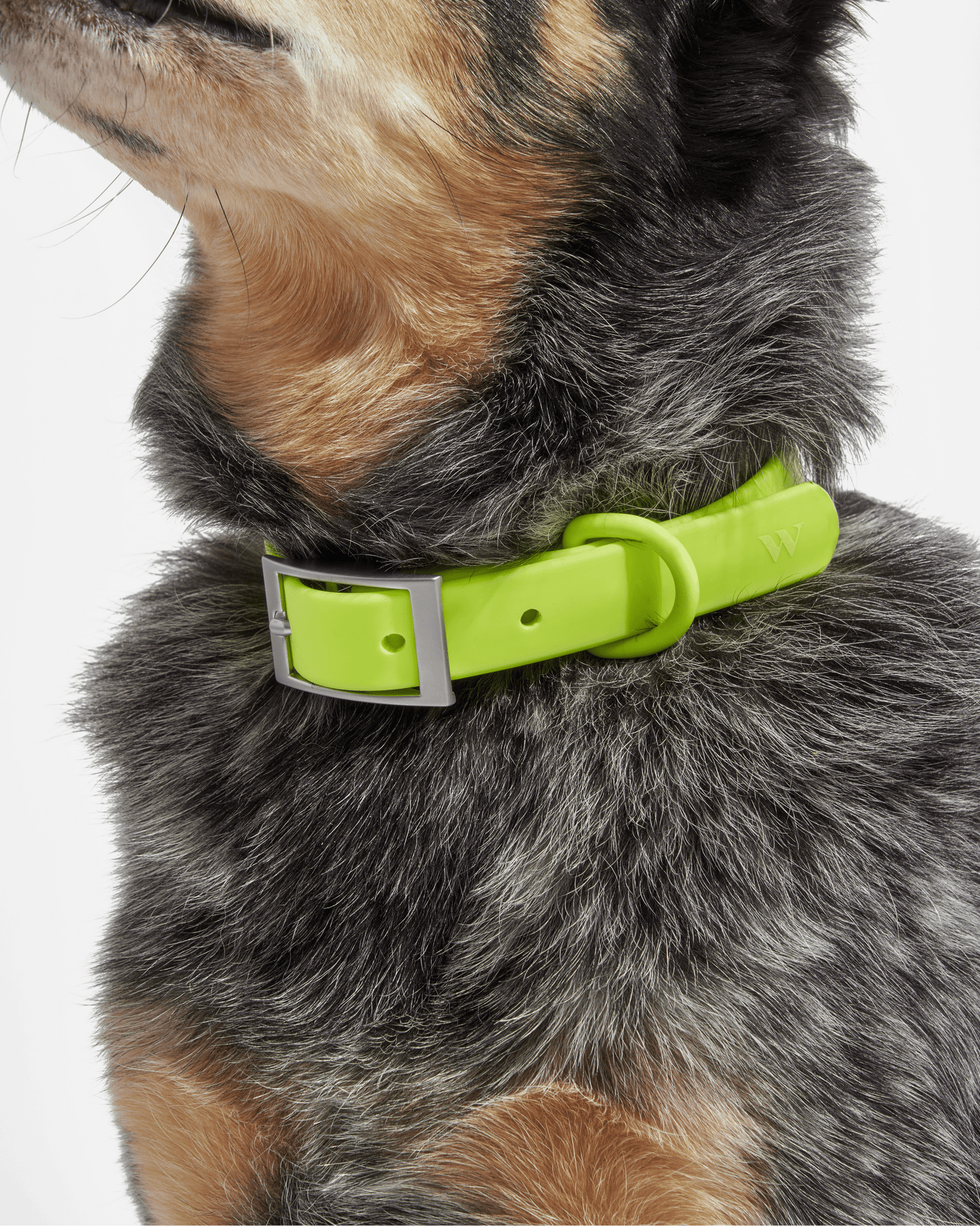 Waterproof Dog Collar