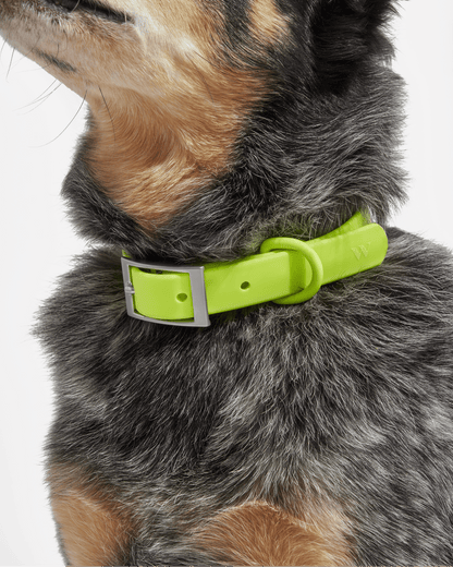 Waterproof Dog Collar