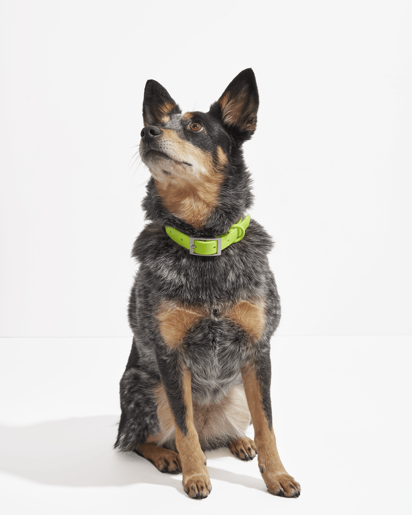 Waterproof Dog Collar