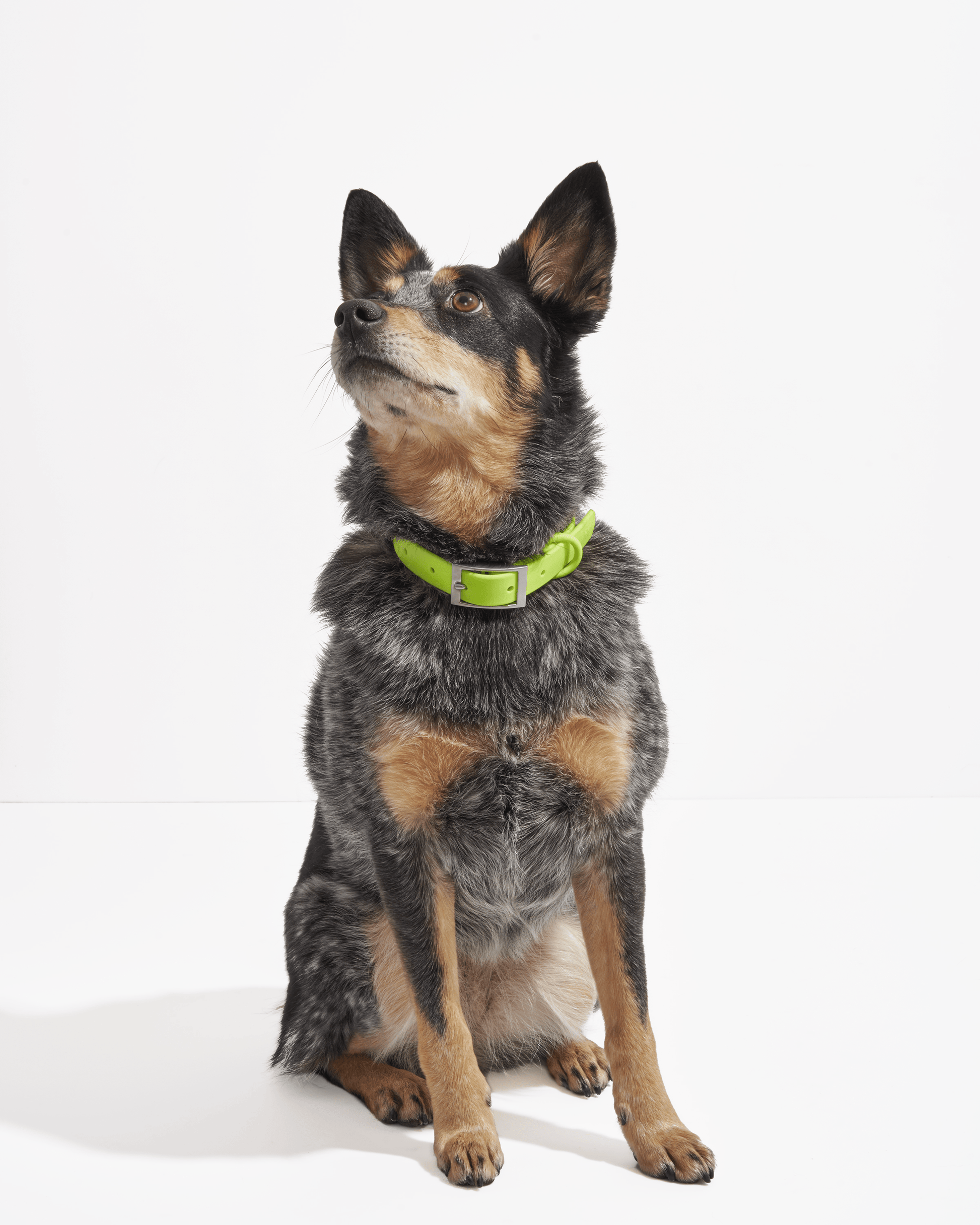 Waterproof Dog Collar