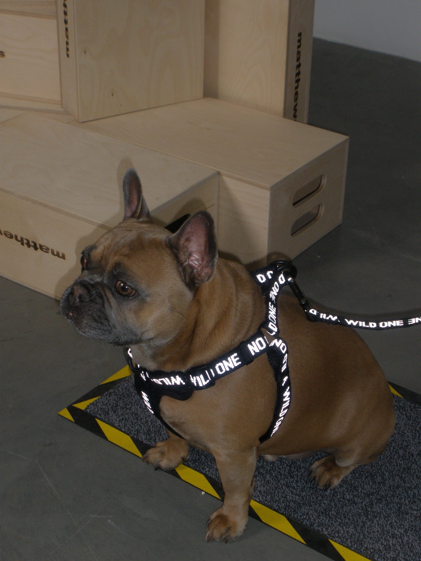 Lightweight Dog Leash