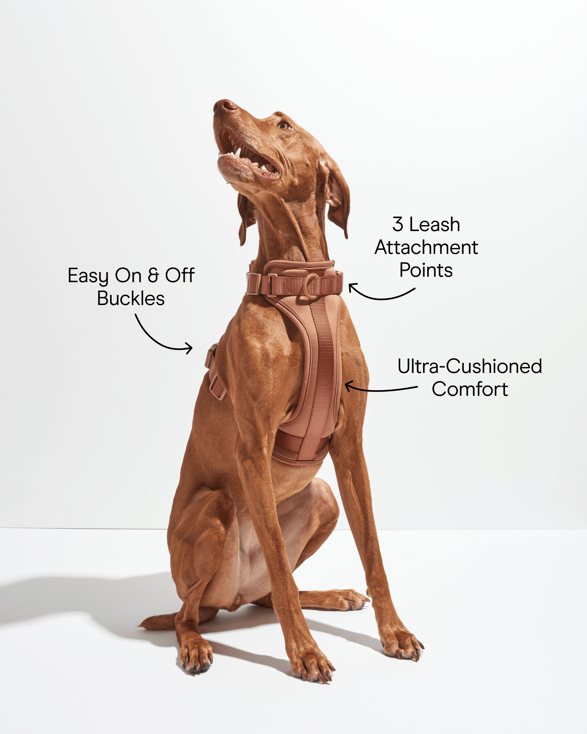 Cushioned Dog Harness