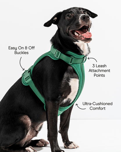 Cushioned Dog Harness