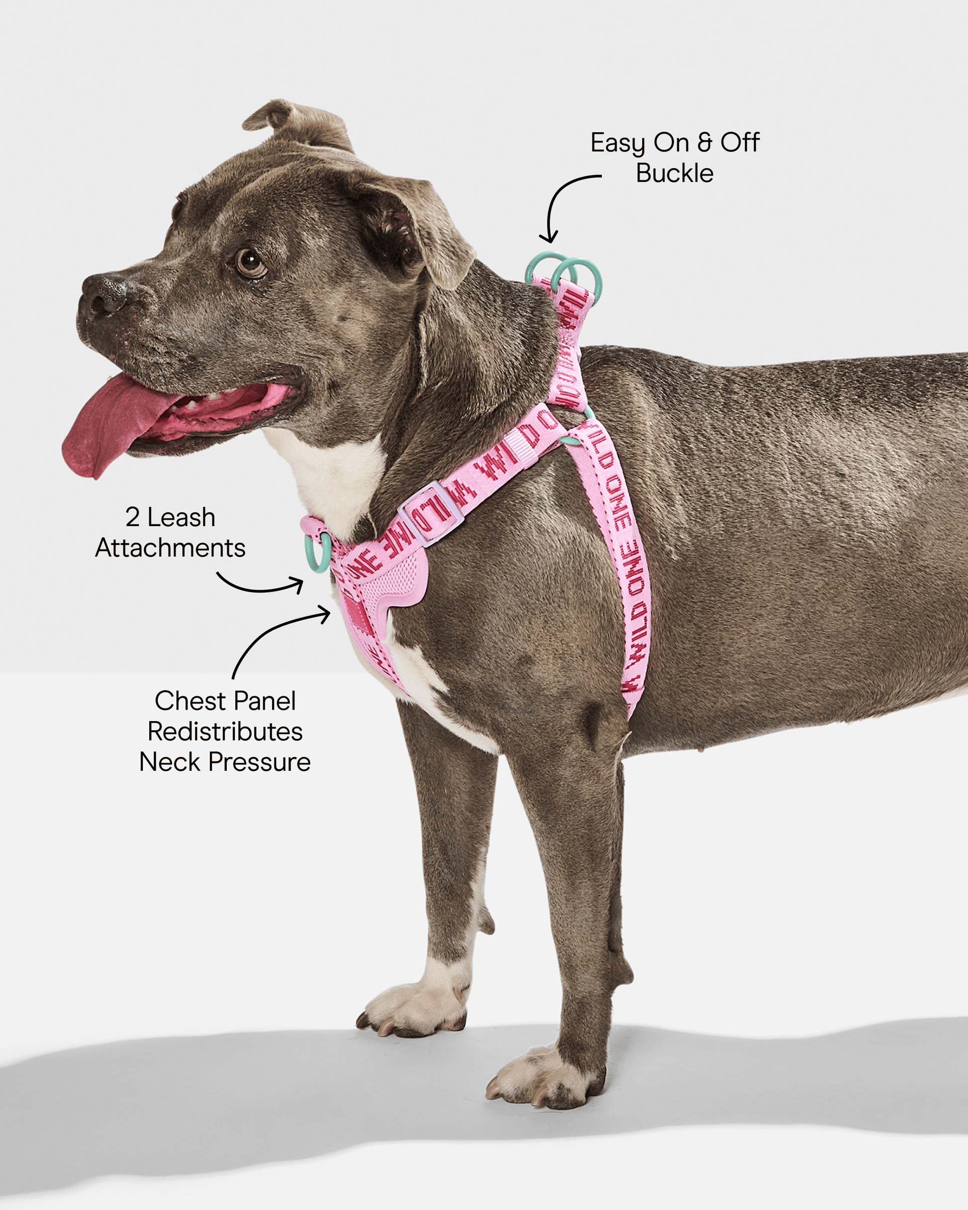 Step-In Dog Harness
