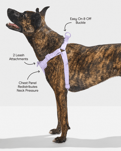 Step-In Dog Harness