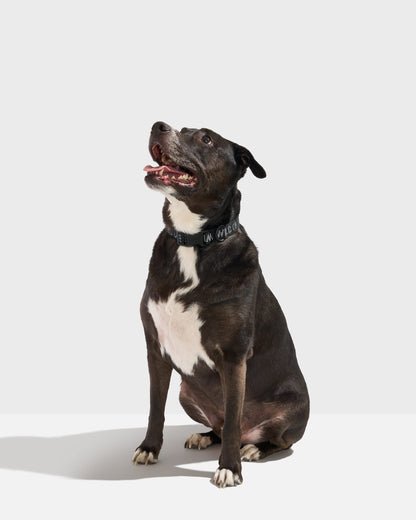 Quick-Release Dog Collar