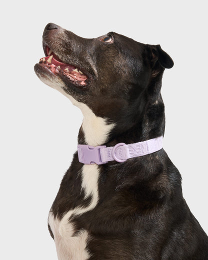 Quick-Release Collar + Waterproof Leash Walk Kit