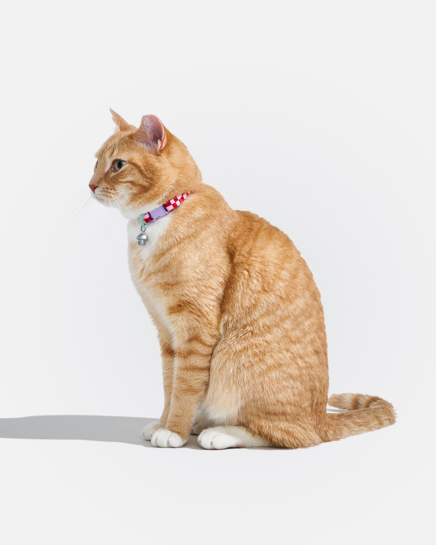 Breakaway Cat Collar