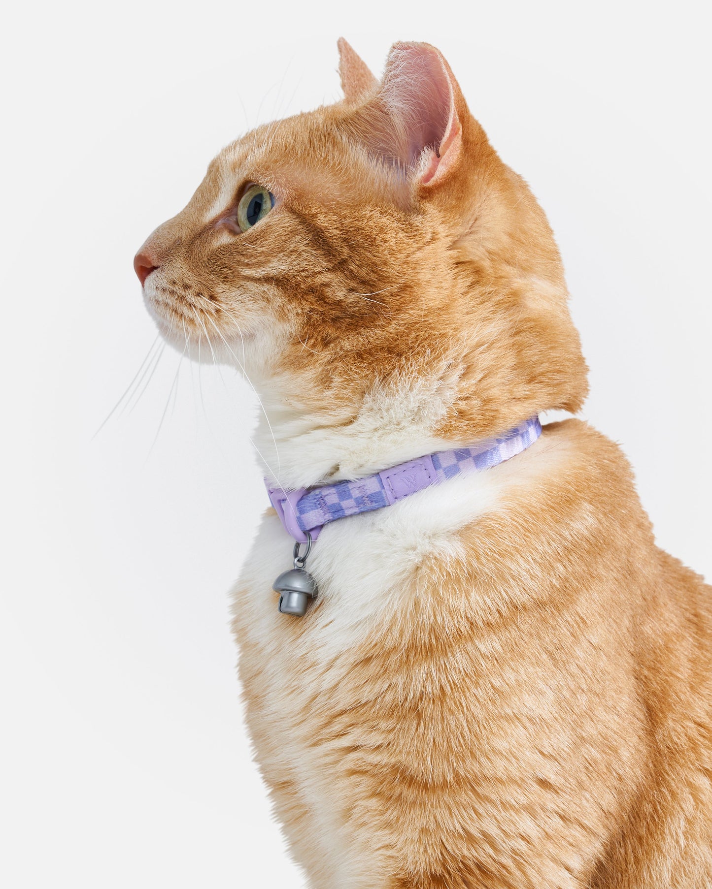 Breakaway Cat Collar