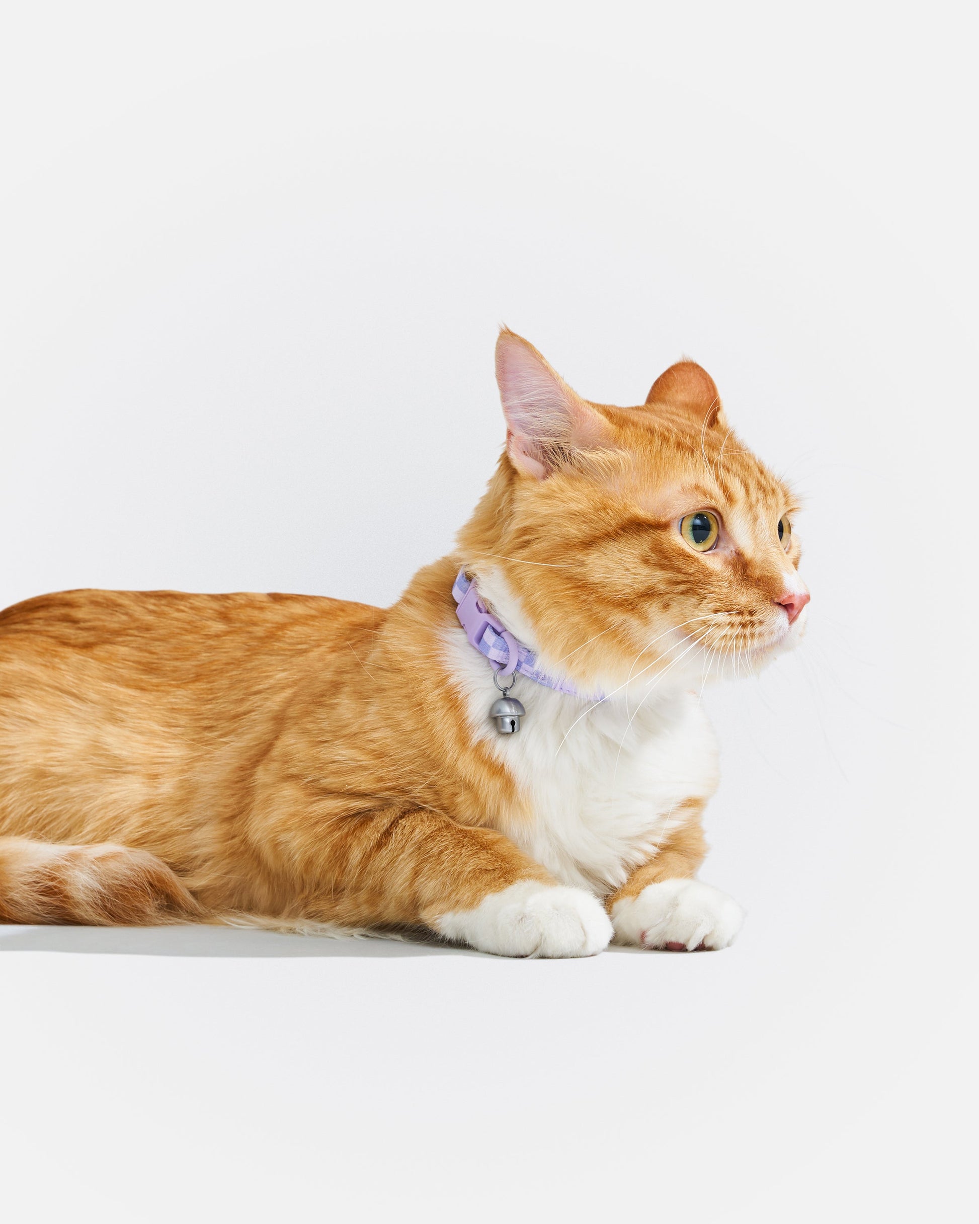 Breakaway Cat Collar