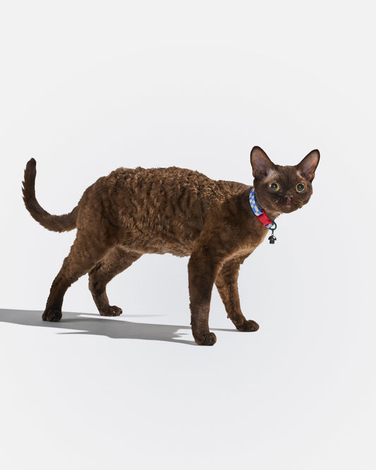 Breakaway Cat Collar