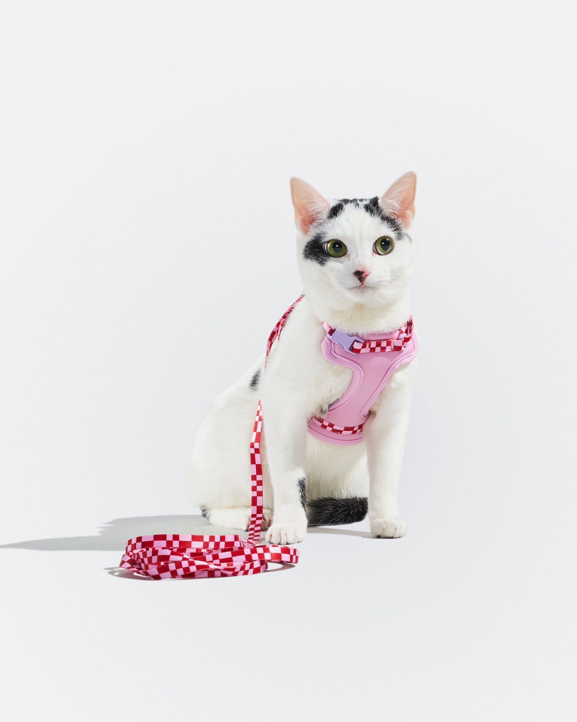 Cat Harness & Leash