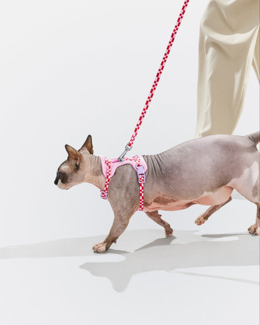 Cat Harness & Leash