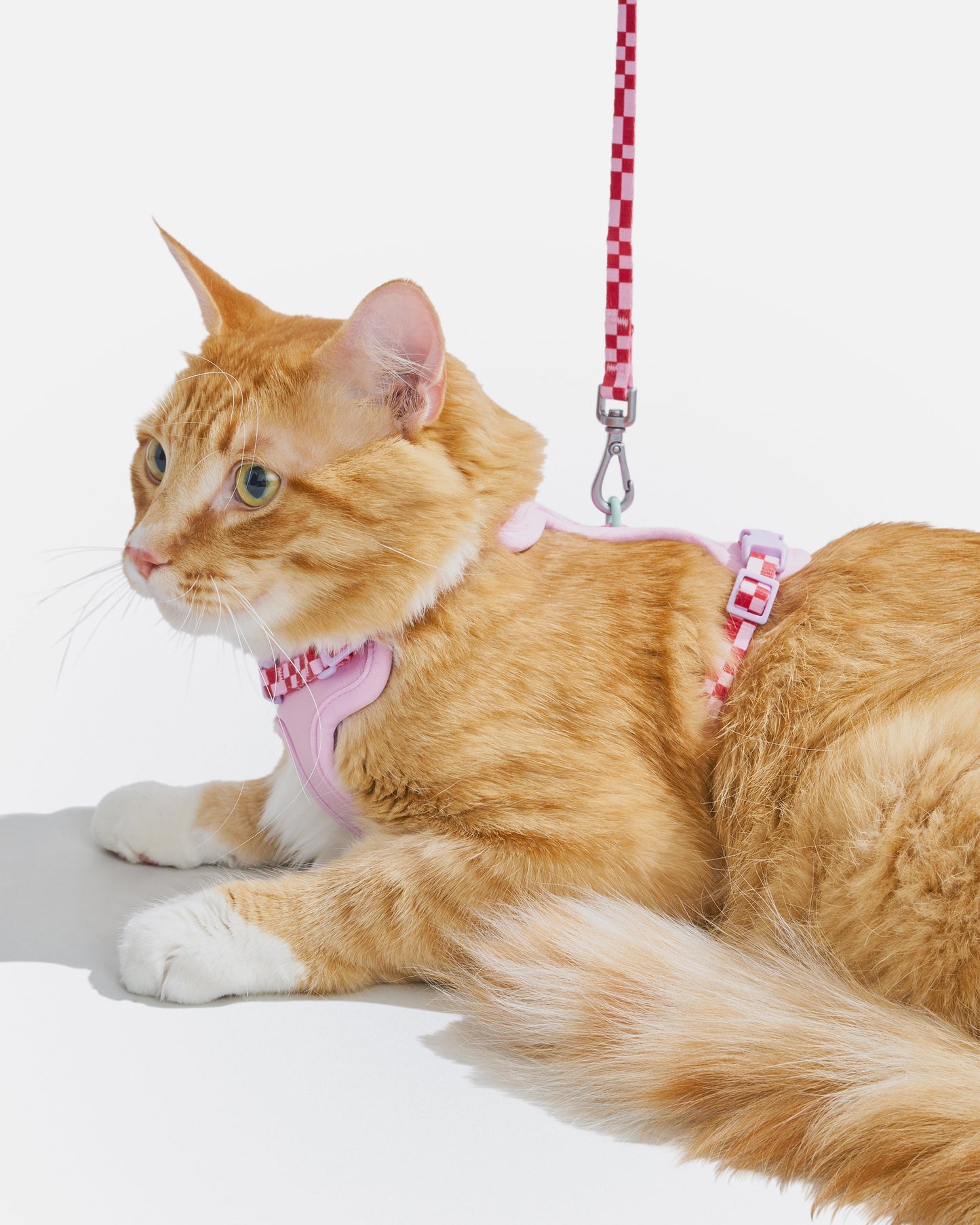 Cat Harness & Leash