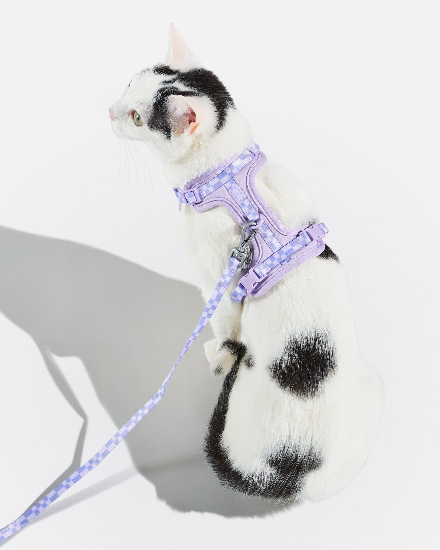Cat Harness & Leash