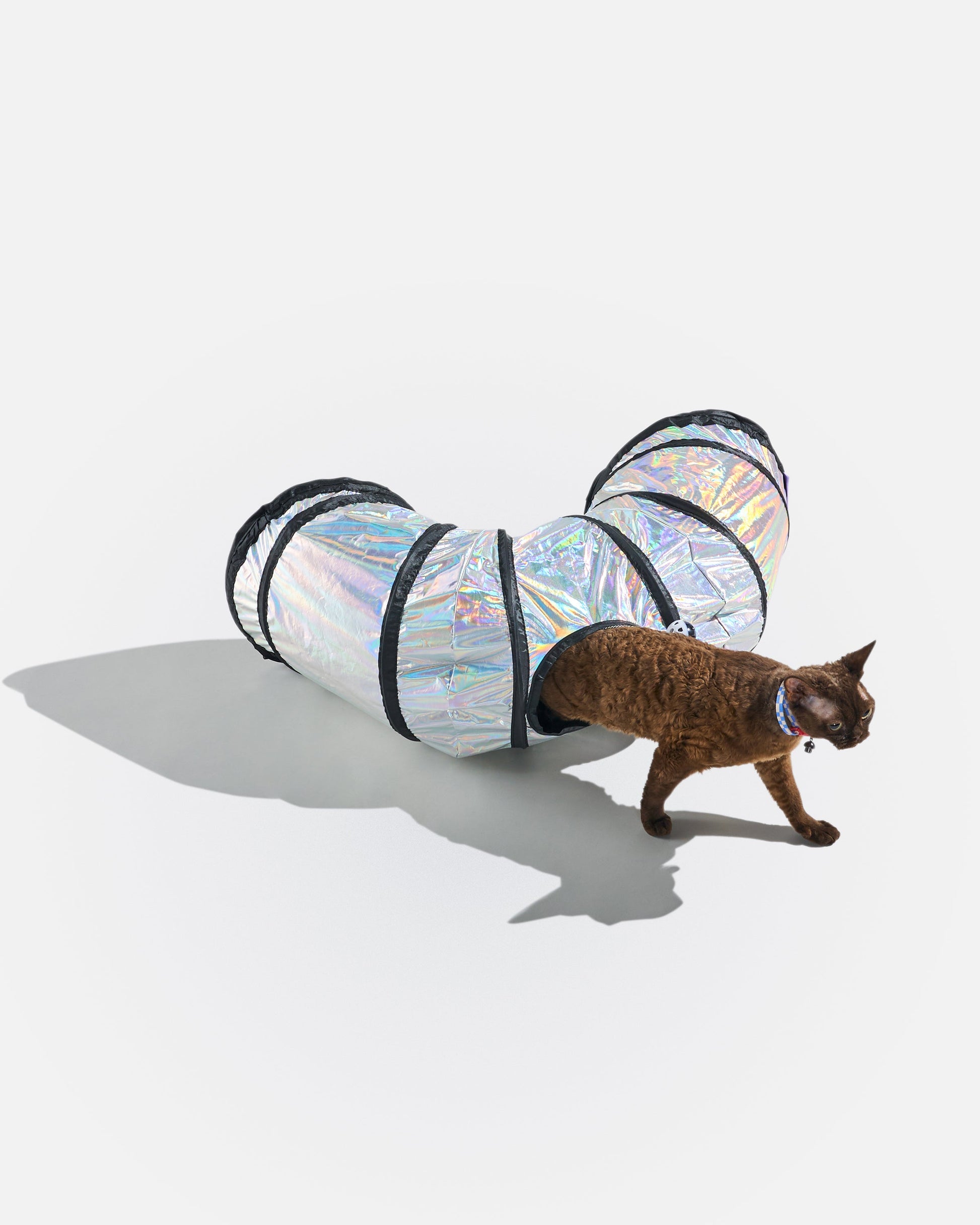 Cat Tunnel
