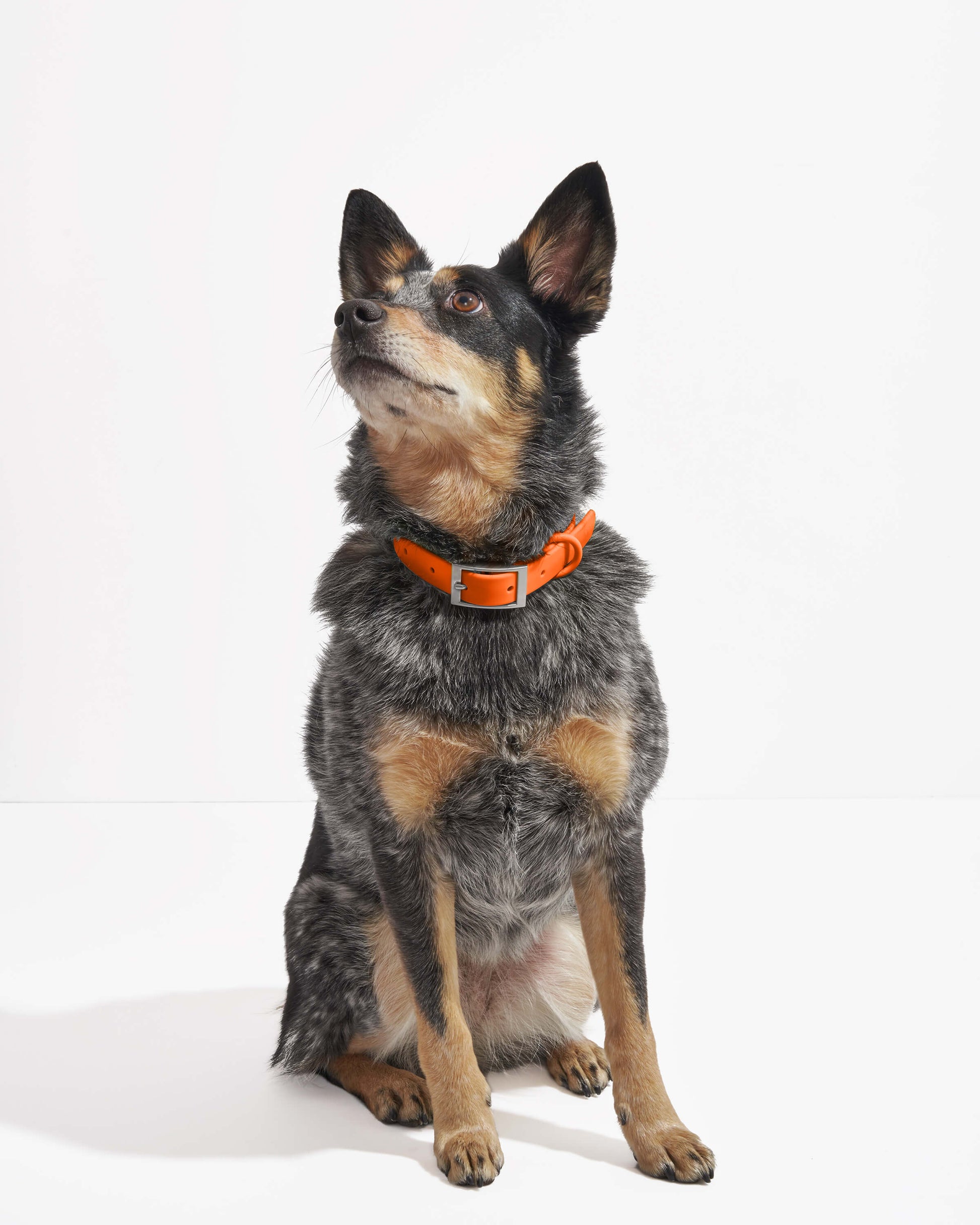 Waterproof Dog Collar