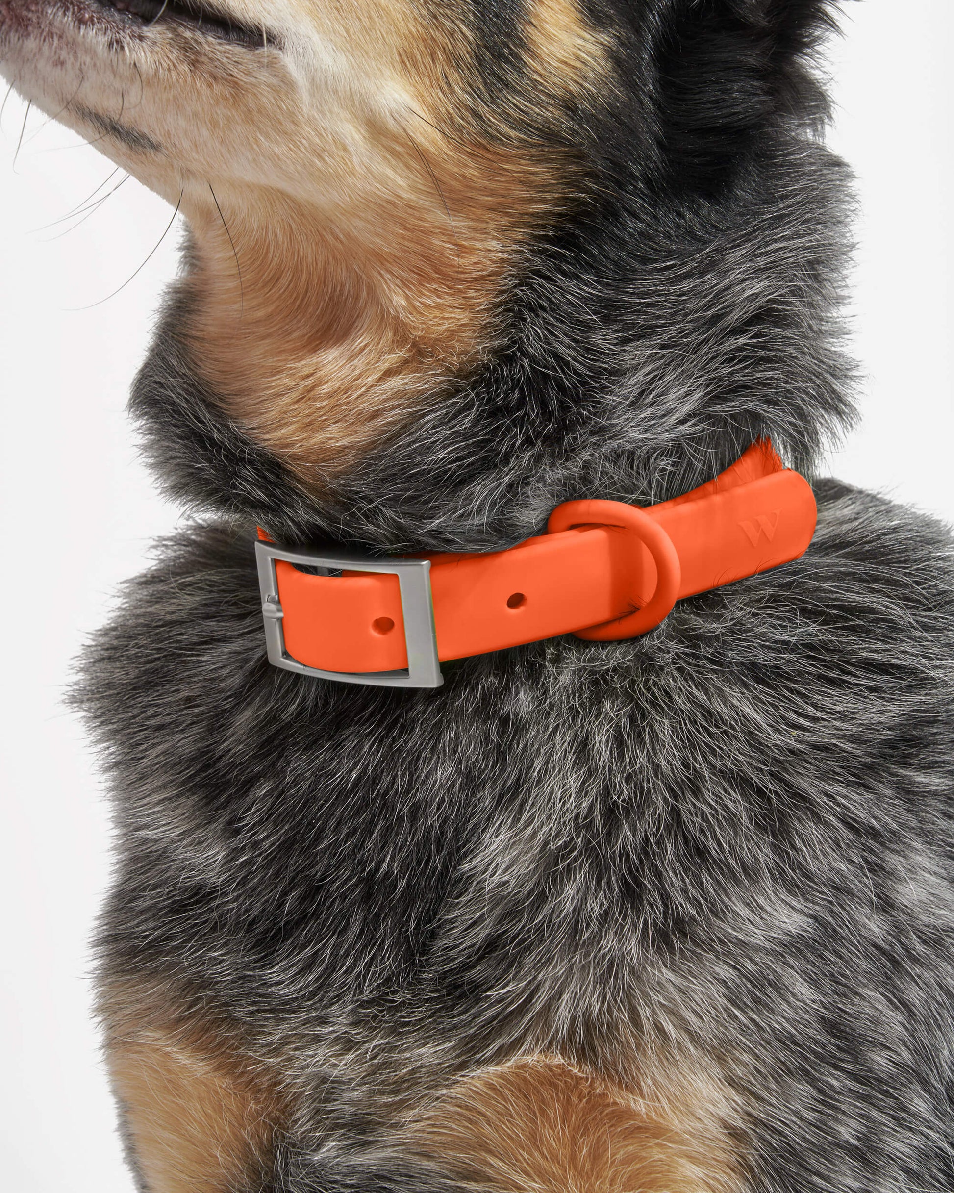 Waterproof Dog Collar