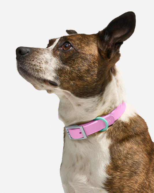 Waterproof Dog Collar
