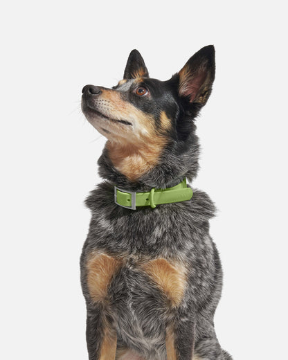 Waterproof Dog Collar