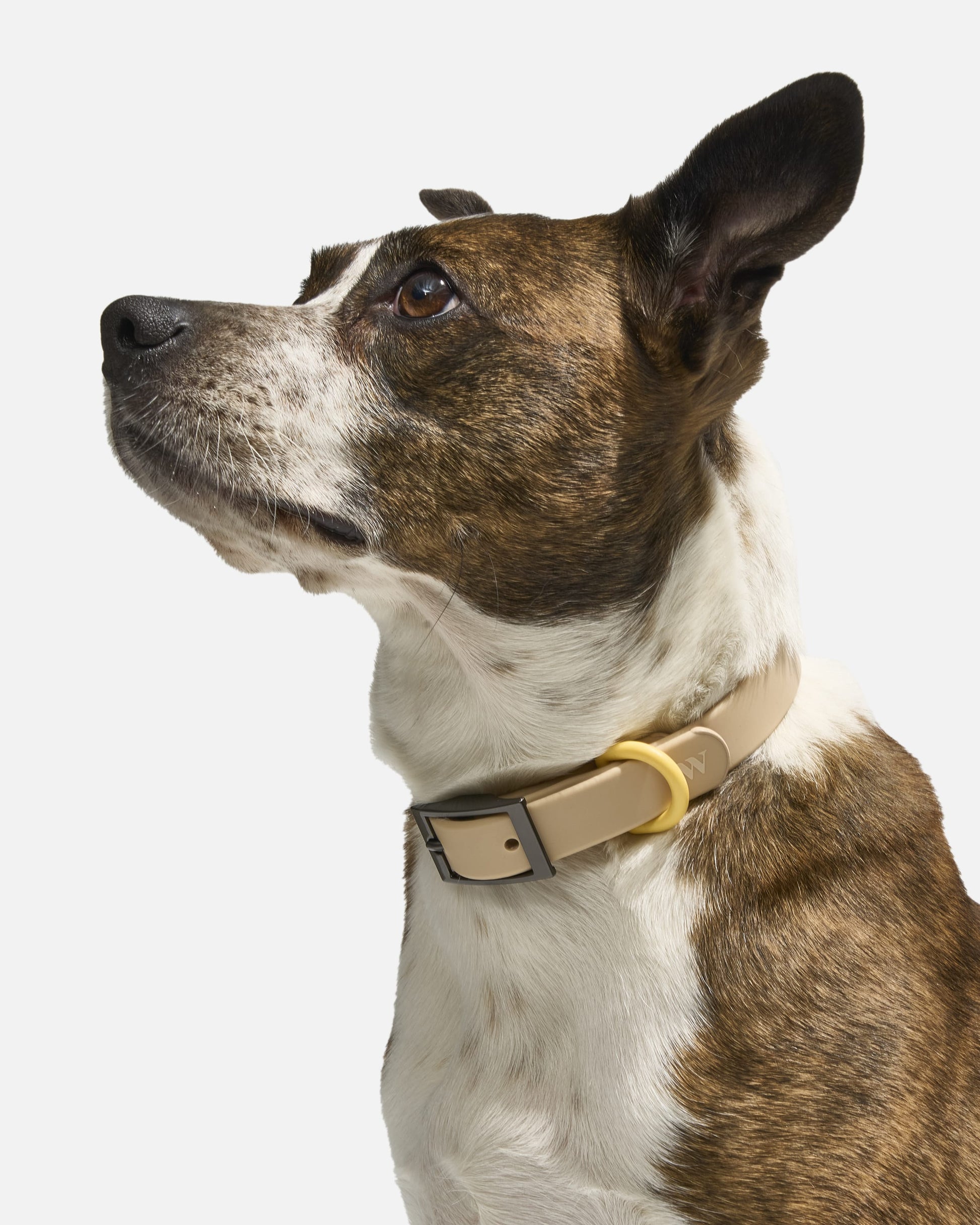 Waterproof Dog Collar