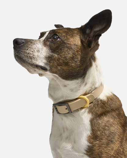 Waterproof Dog Collar