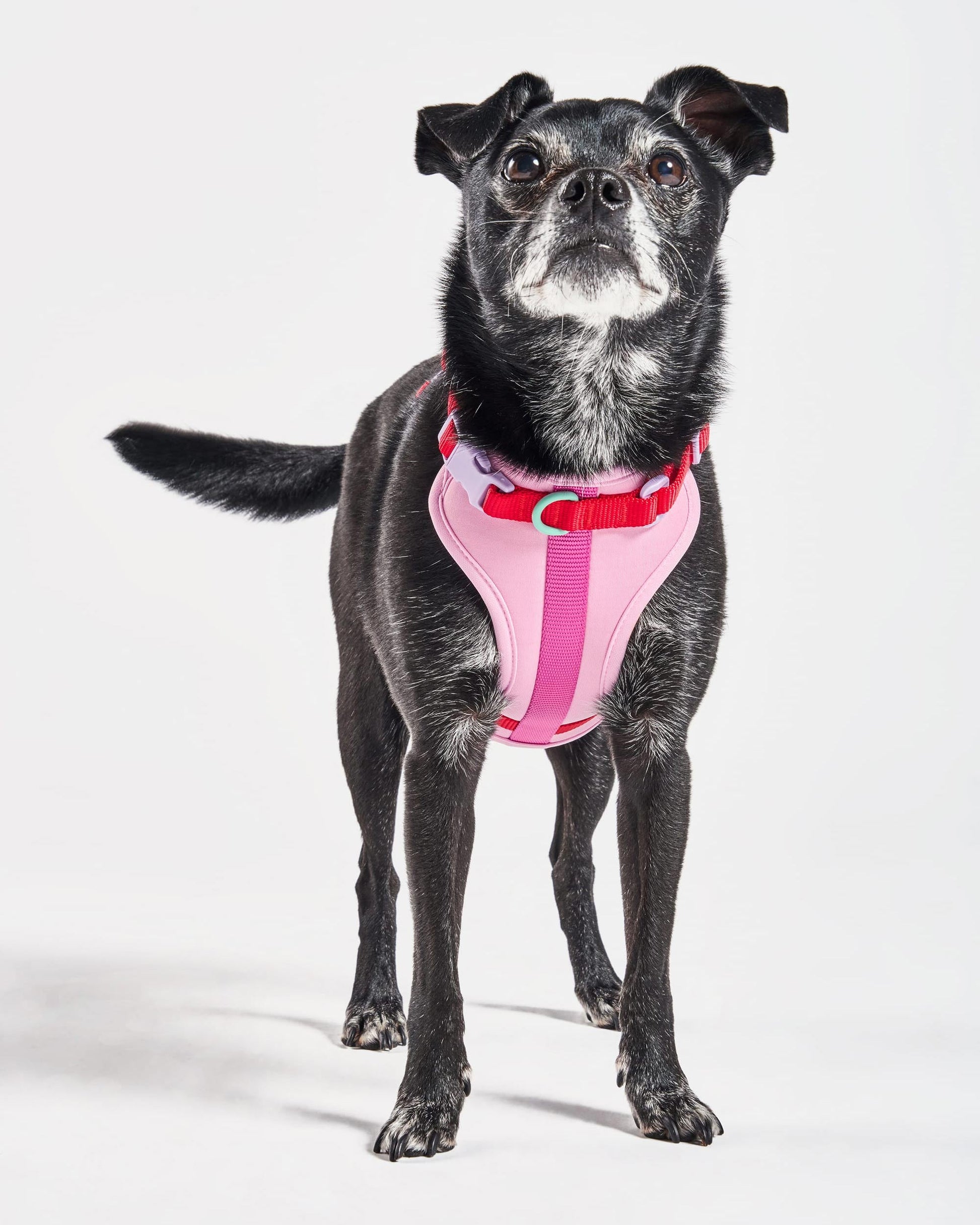 Cushioned Dog Harness