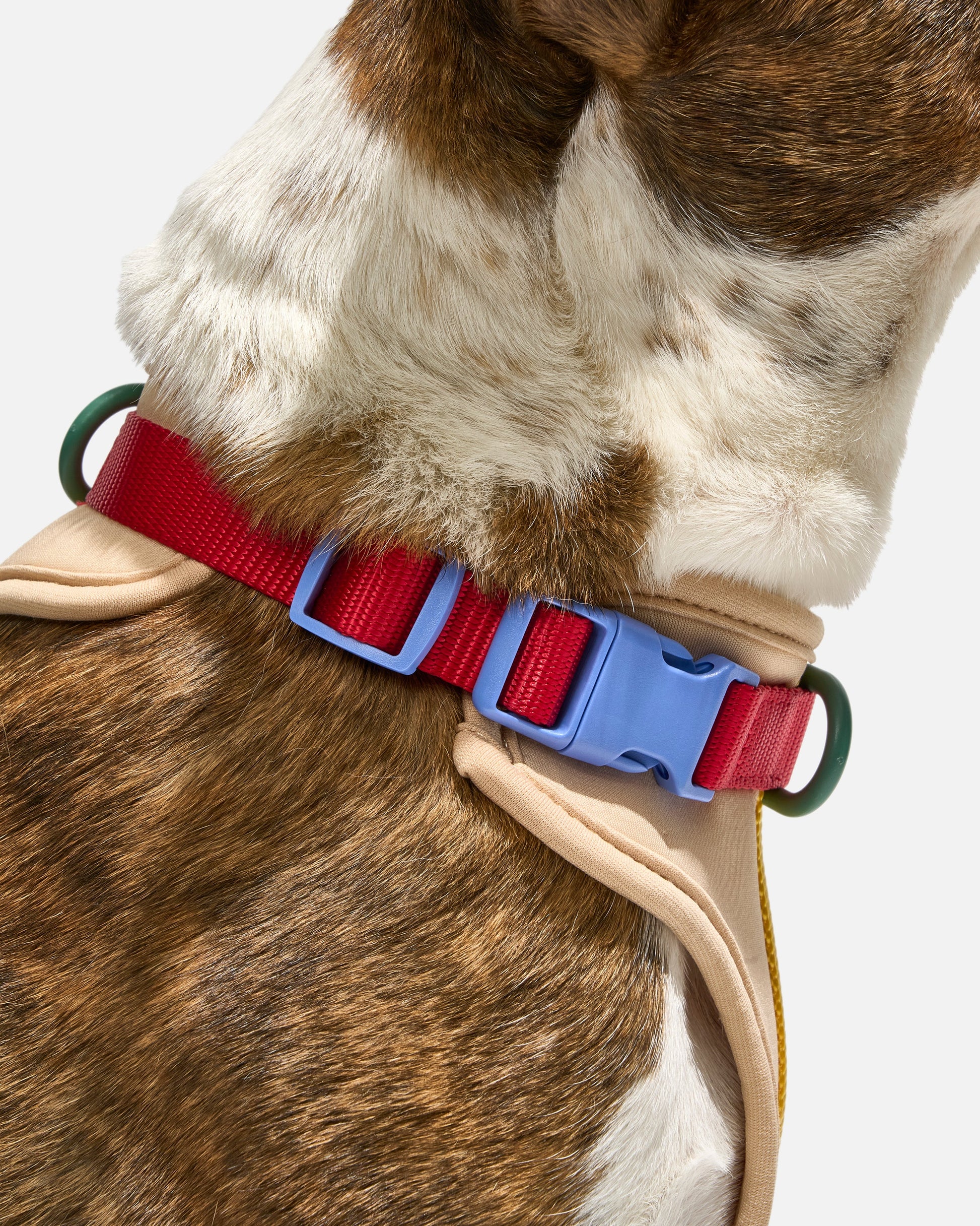 Cushioned Dog Harness