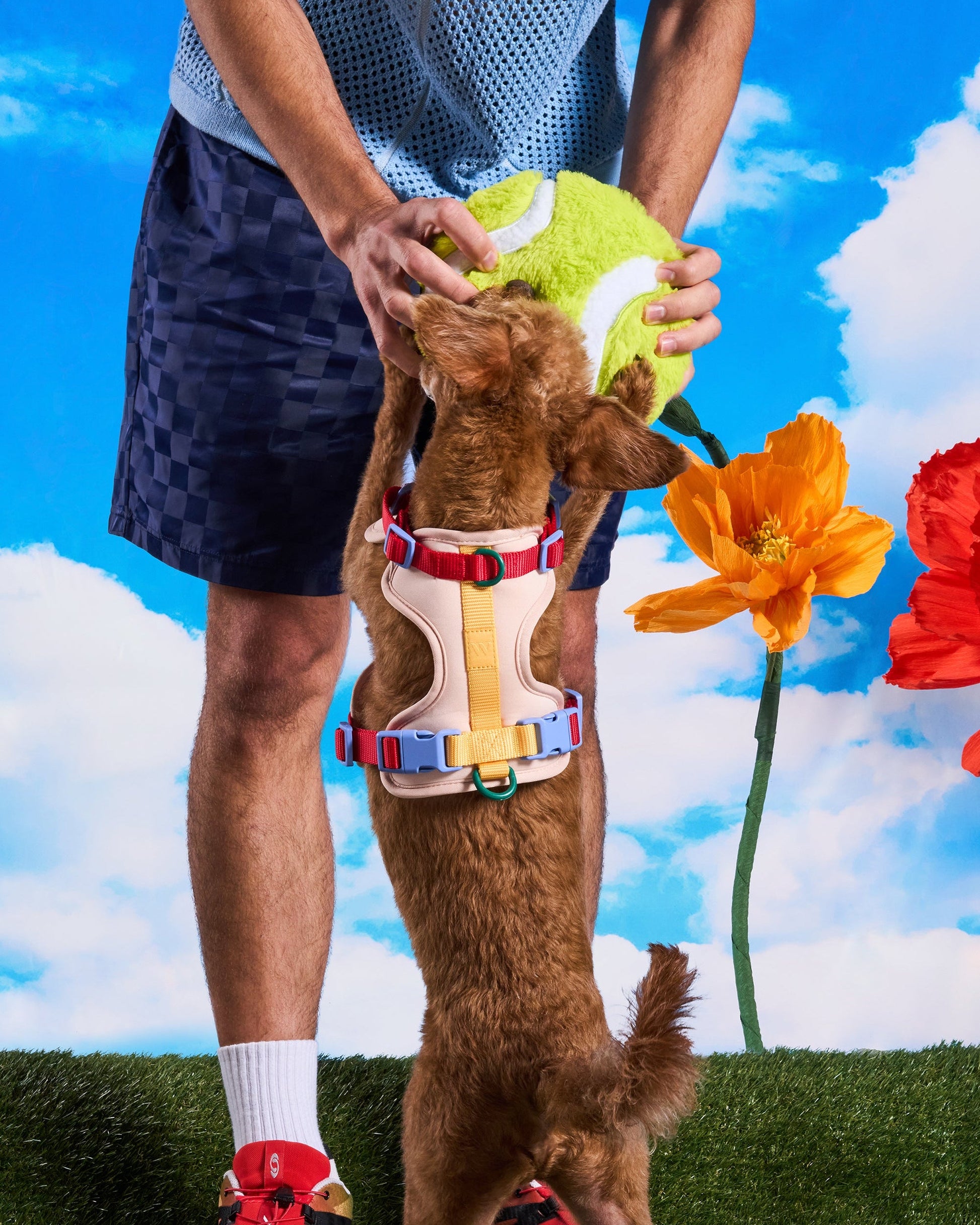 Playful Plush Dog Toy Kit