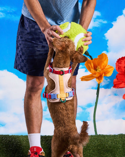 Playful Plush Dog Toy Kit
