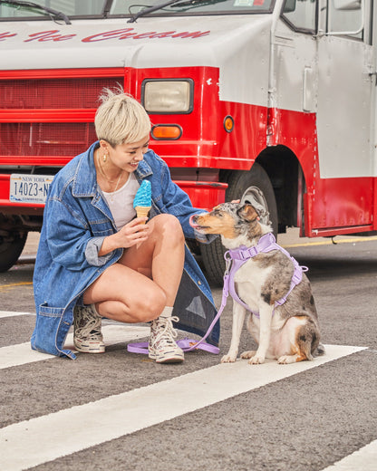Cushioned Dog Harness