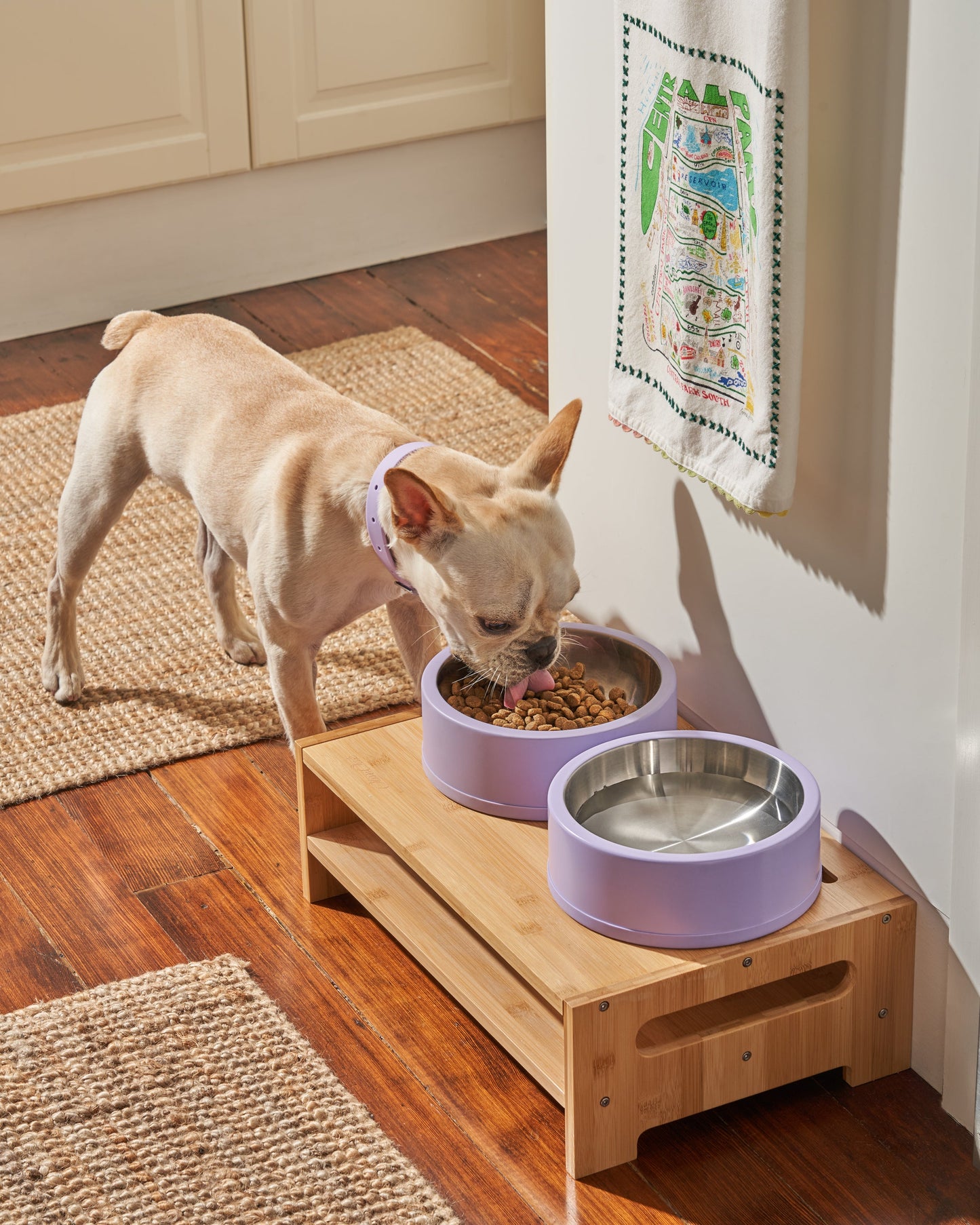 Dog Bowl
