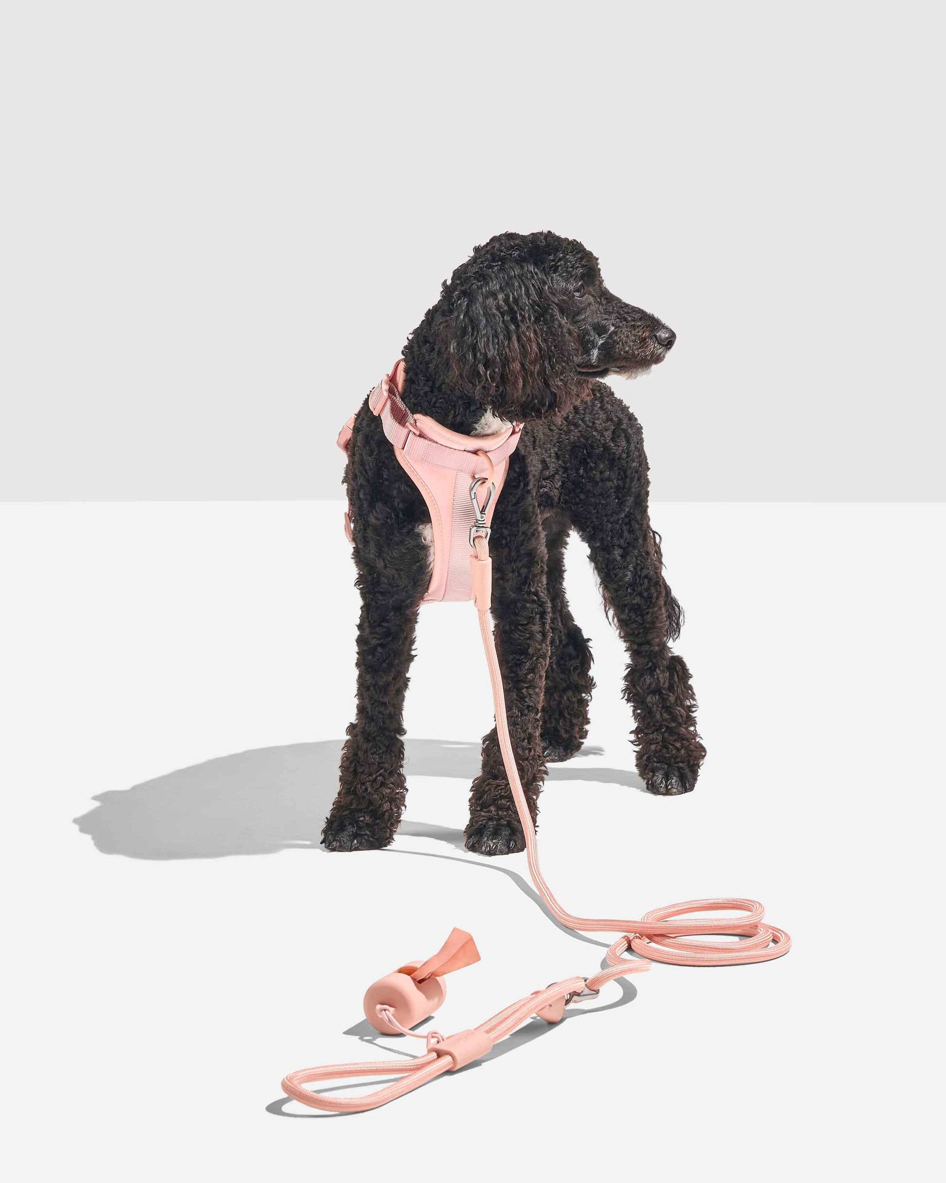 Hands-Free Rope Dog Leash