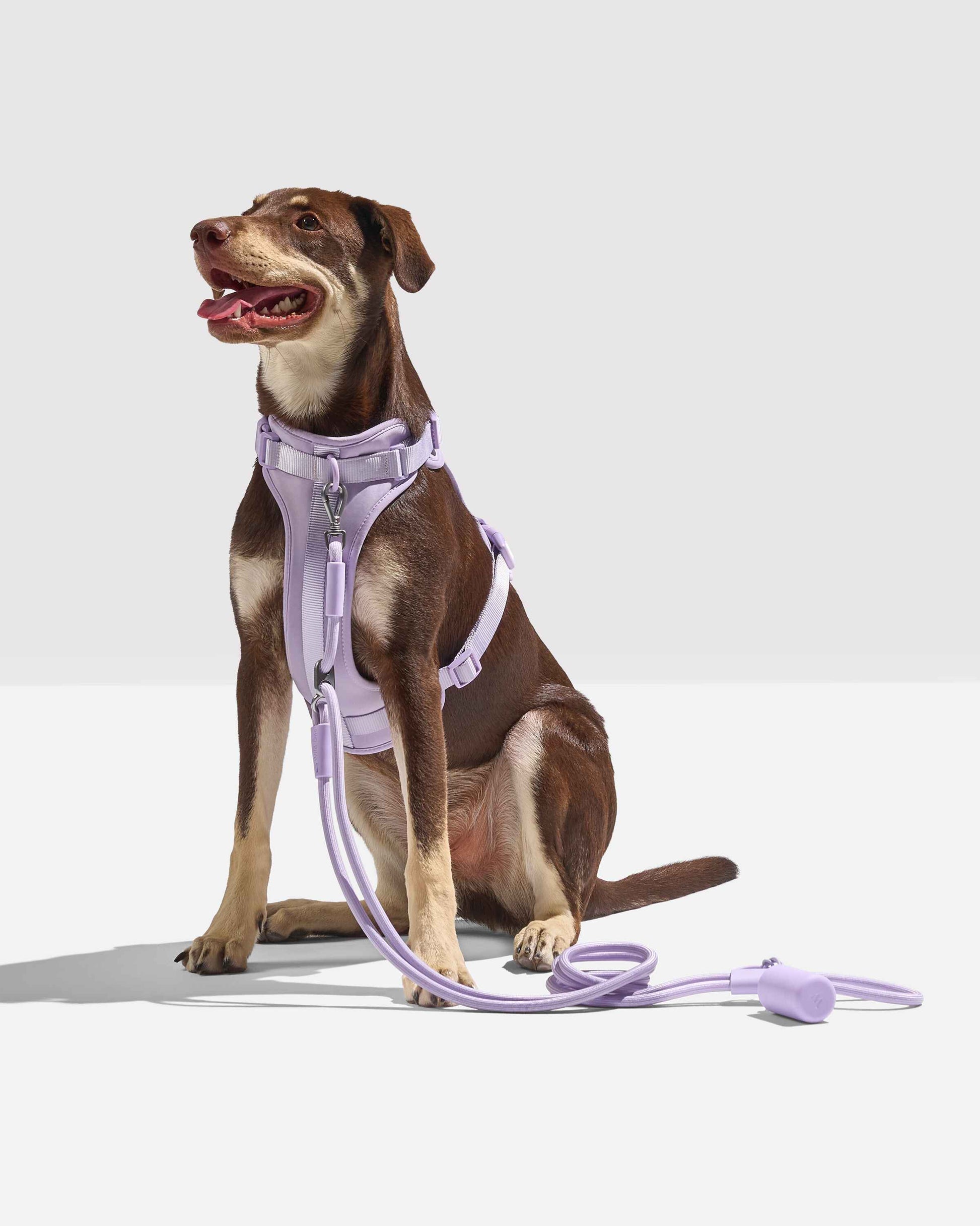 Hands-Free Rope Dog Leash