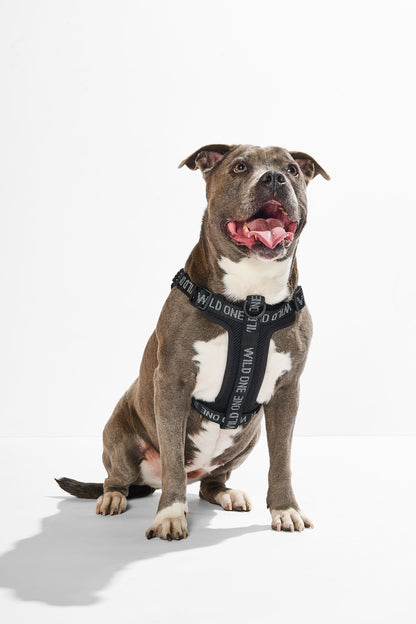 Step-In Dog Harness