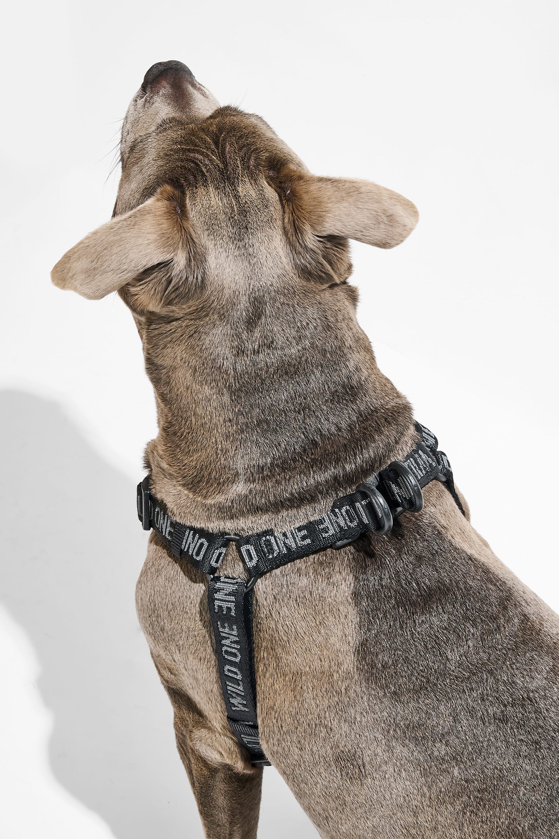 Step-In Dog Harness