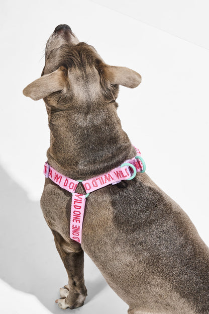Step-In Dog Harness