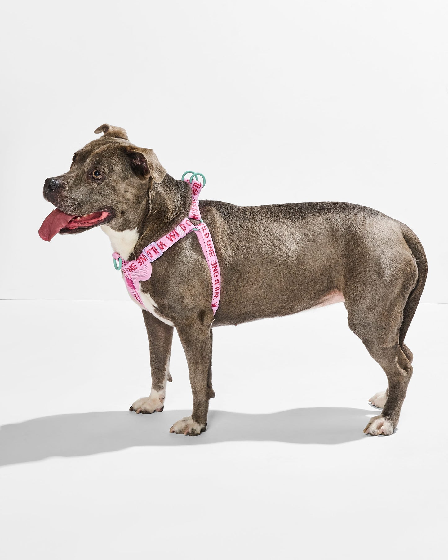 Step-In Harness + Waterproof Leash Walk Kit