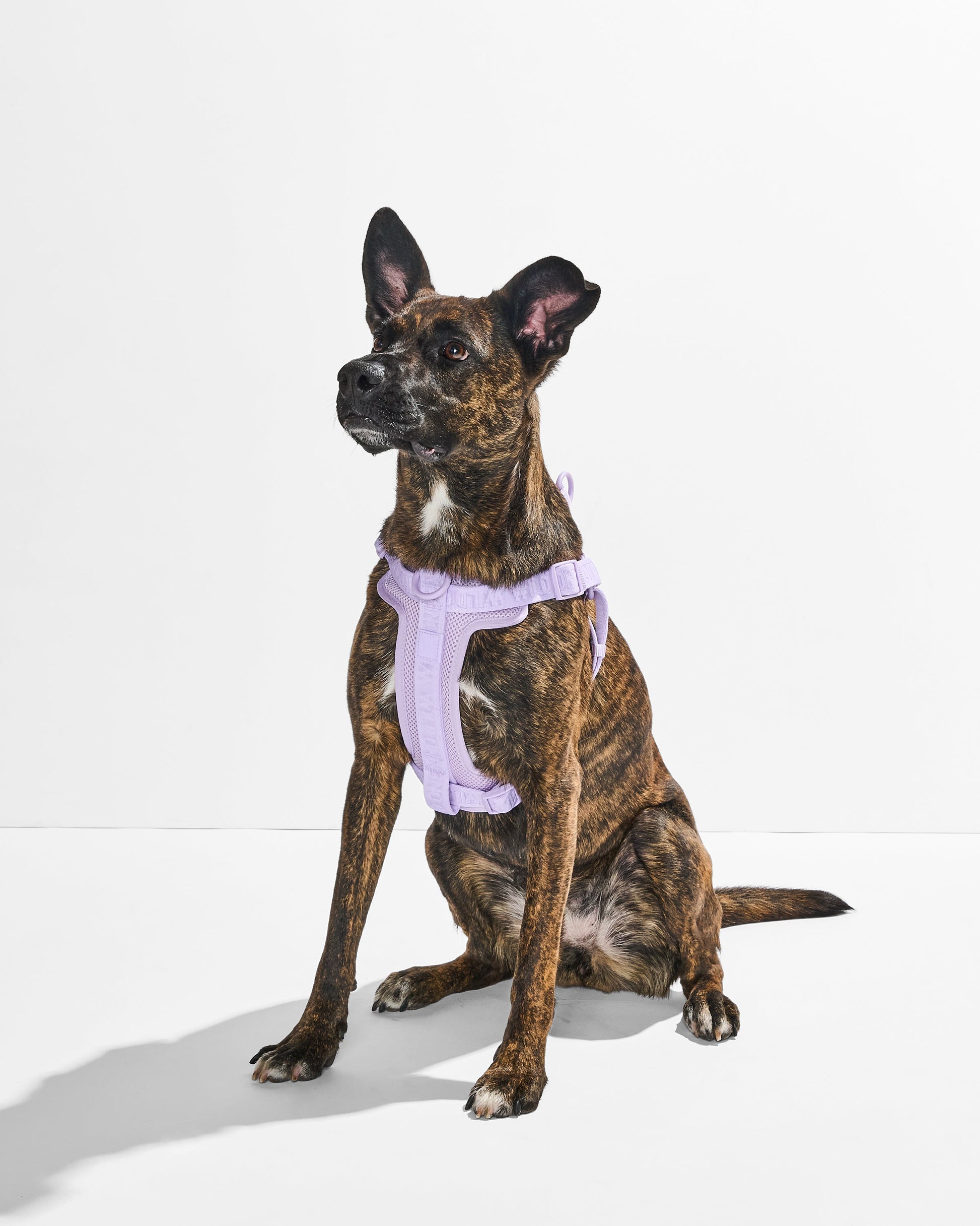 Step-In Dog Harness