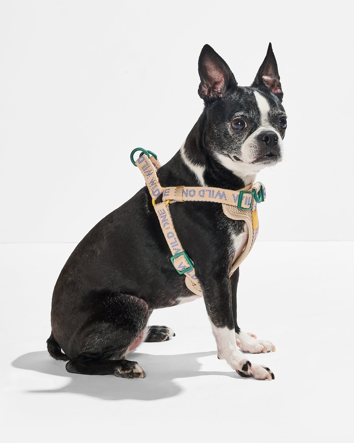 Step-In Dog Harness