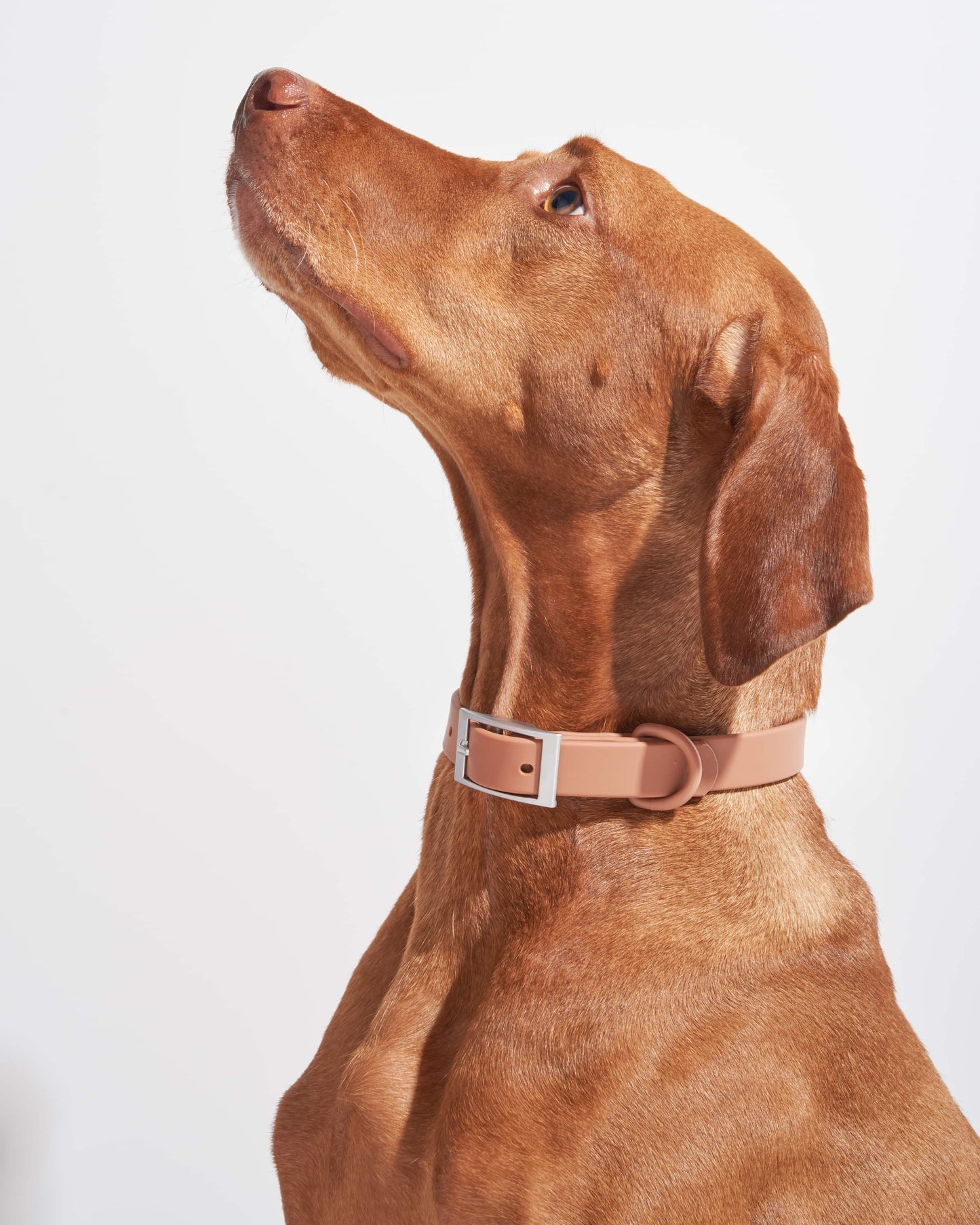 Waterproof Dog Collar