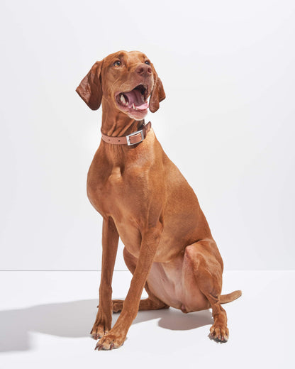 Waterproof Dog Collar