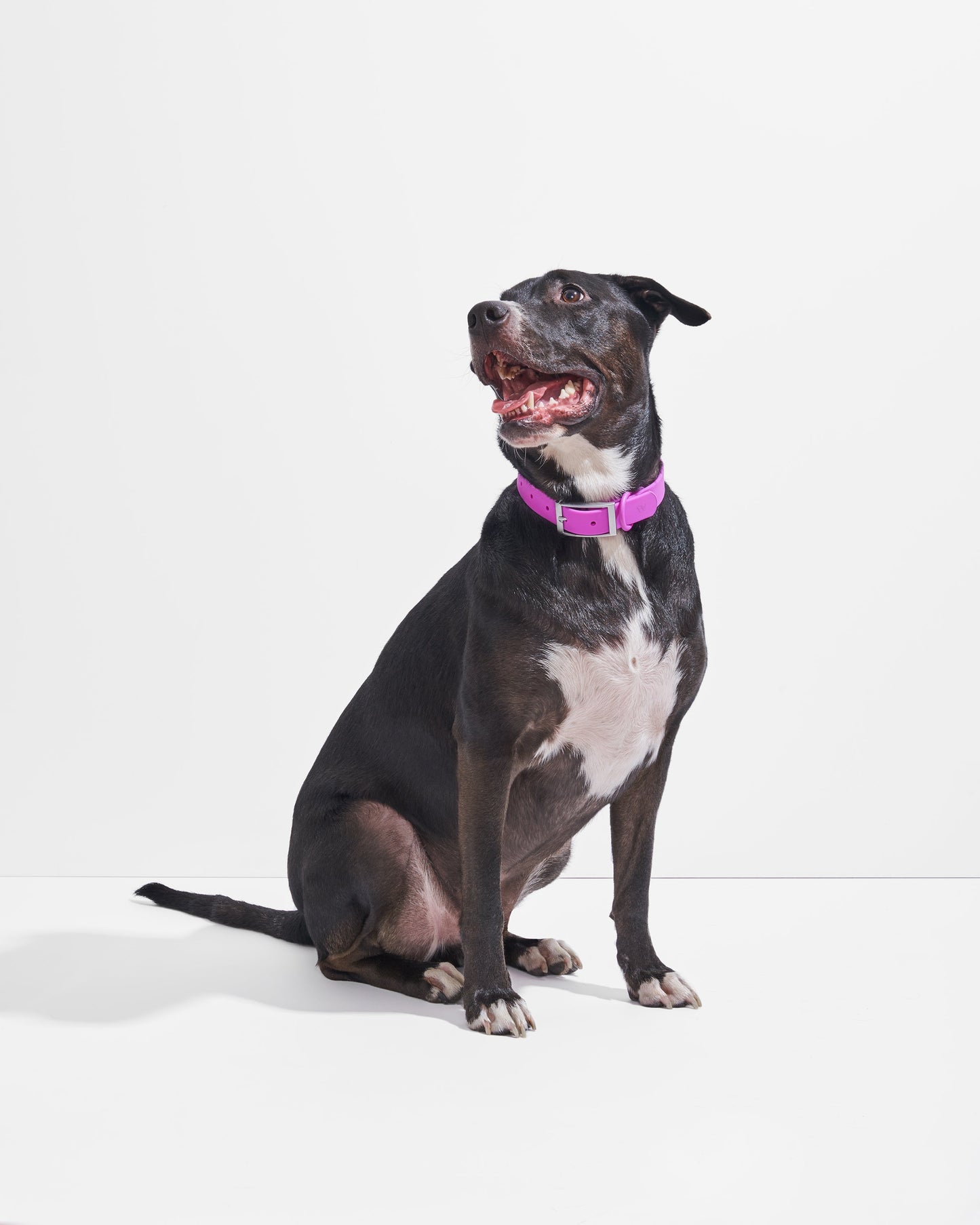 Waterproof Dog Collar