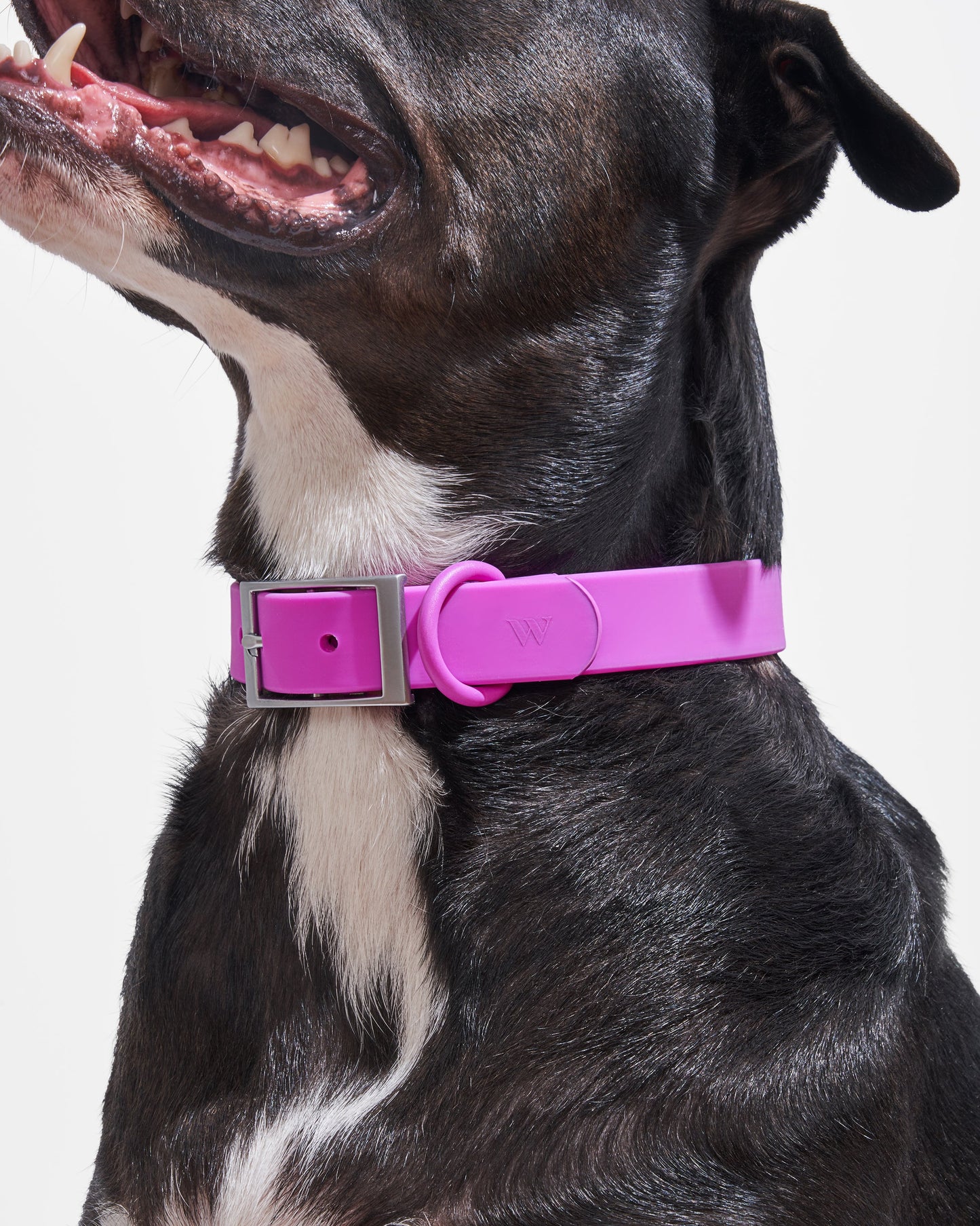 Waterproof Dog Collar