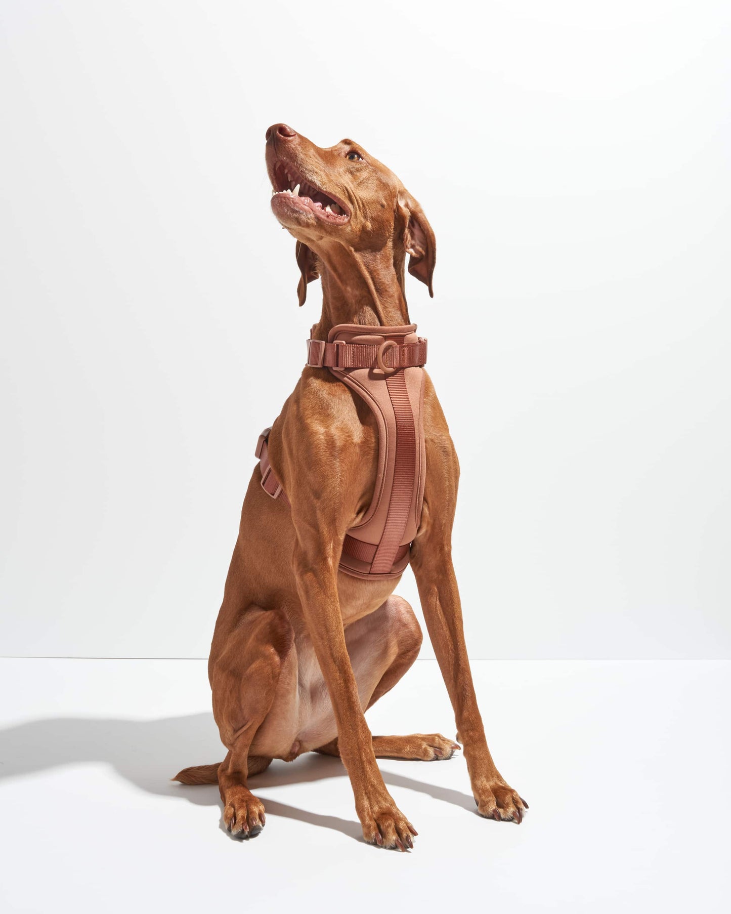 Cushioned Dog Harness
