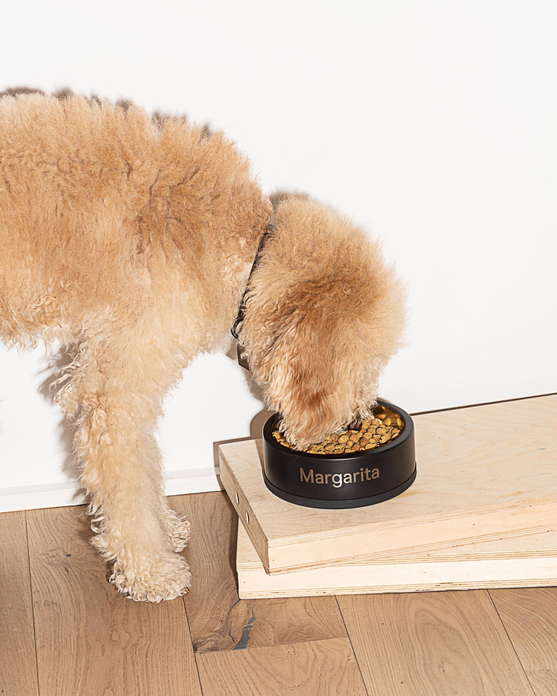 Dog Bowl