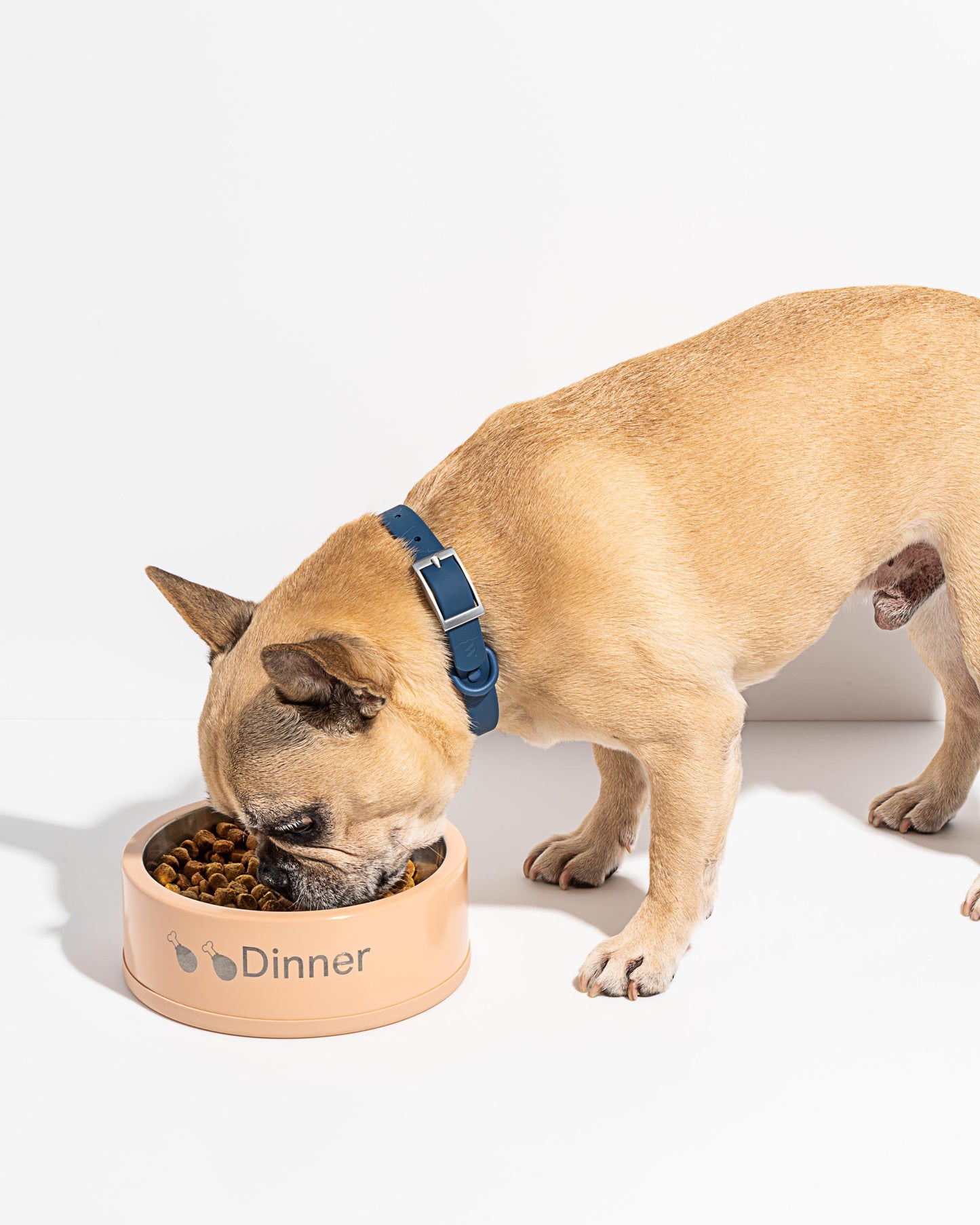 Dog Bowl
