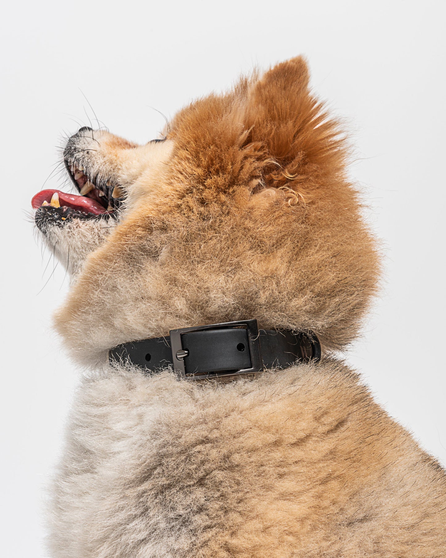 Waterproof Dog Collar
